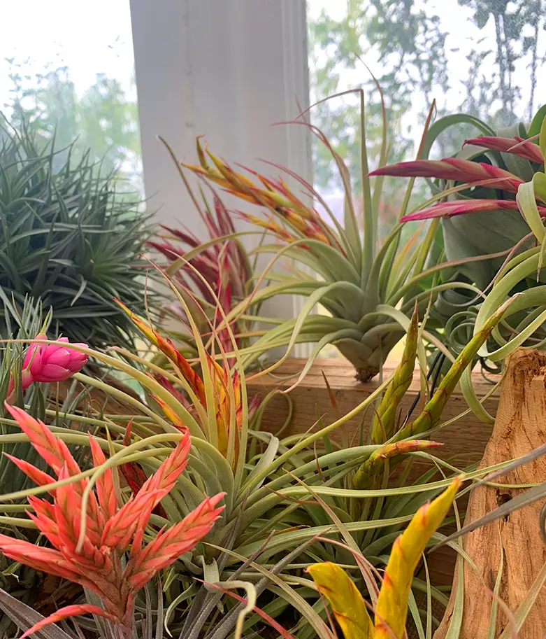 vente plantes décoratives les Herbiers