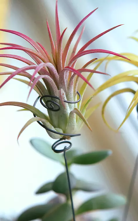 Entretien des Tillandsia aux Herbiers (85)