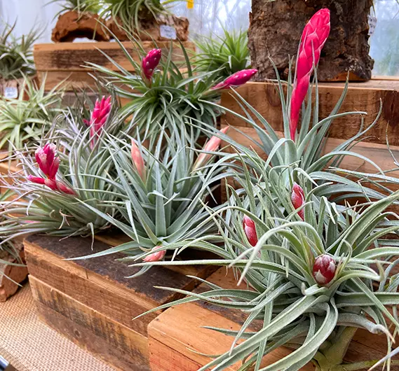 compositeur de plantes tillandsia les herbiers
