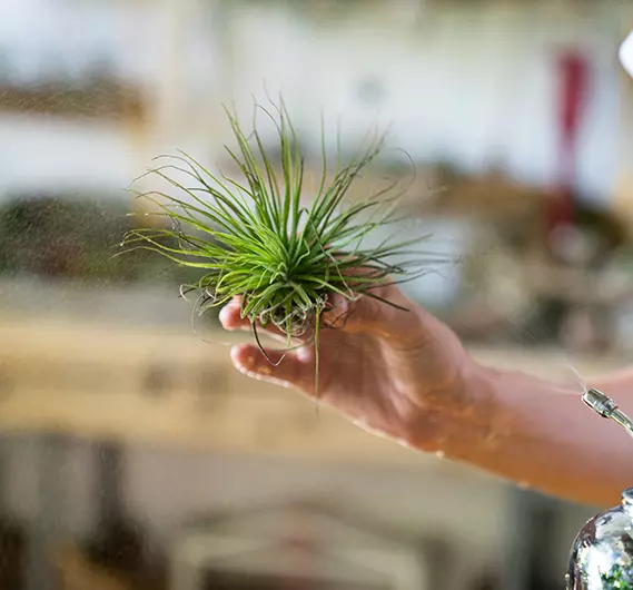 Location de compositions de Tillandsia aux Herbiers (85)