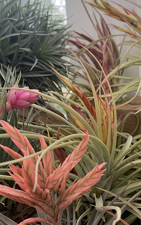 pépiniériste horticulteur AUX HERBIERS (85)