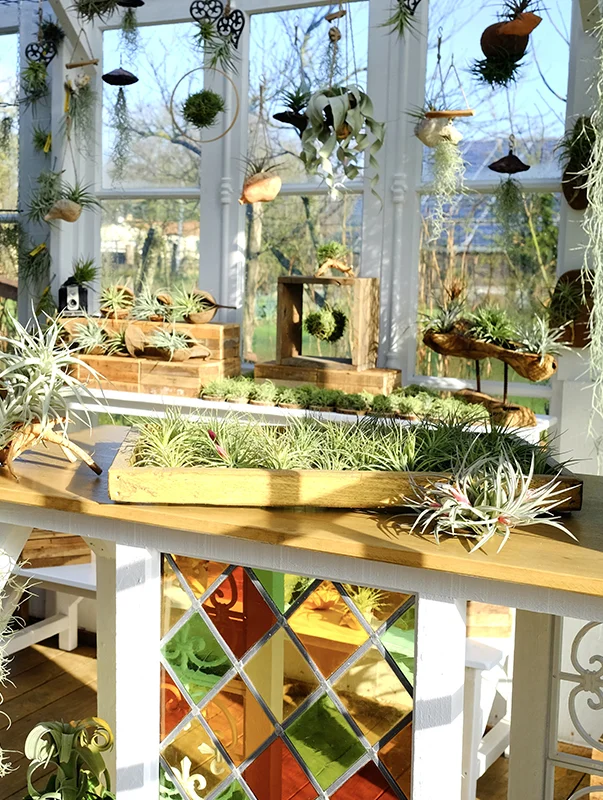 compositeur de plantes tillandsia les herbiers