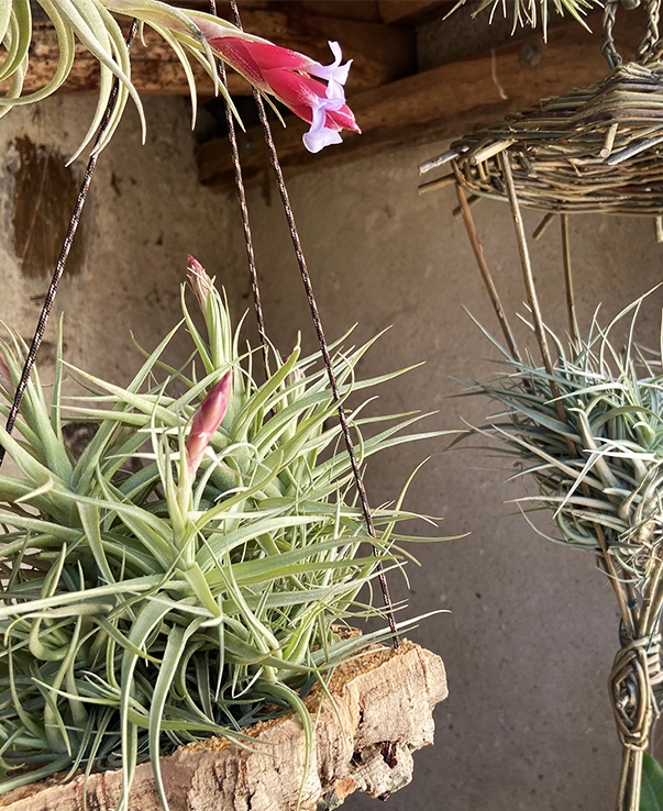 Producteur plantes tillandsia les herbiers