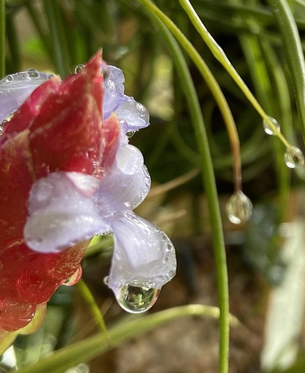 vente plantes décoratives les Herbiers