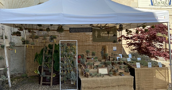 compositeur de plantes tillandsia les herbiers
