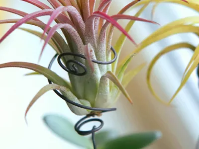 Pépiniériste Horticulteur aux Herbiers