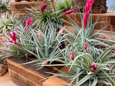 Producteur plantes tillandsia les herbiers
