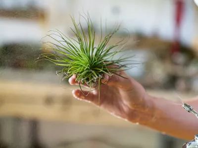 vente plantes tillandsia les herbiers