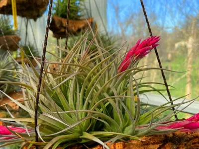 compositeur de plantes tillandsia les herbiers