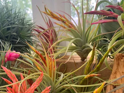  location de compositions de Tillandsia les herbiers